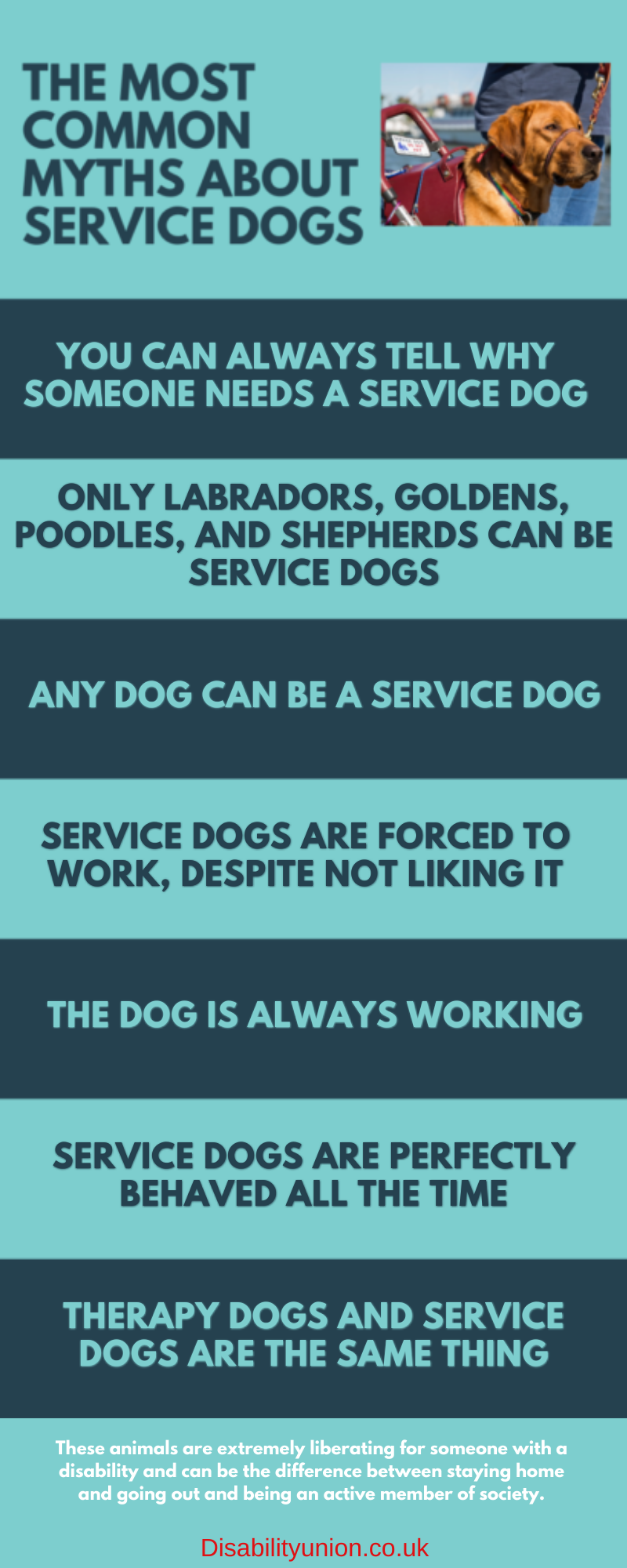 all about service dogs